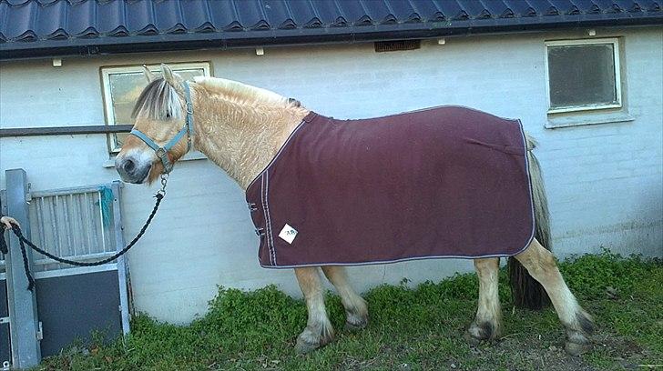 Fjordhest Rico *X-Part* - Smukke Rico :D<3 "Jeg er såååå smuk ~ Foto: mig.  billede 5