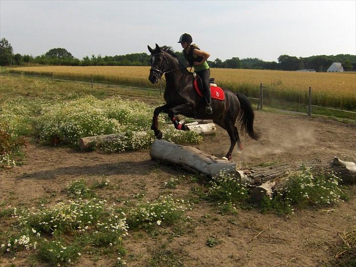 Oldenborg Rosenhavens Ann *YNDLINGS-HESTEN* - ann og mig springer over træstammer :) drømme hesten <3 billede 2