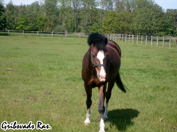 Welsh Pony af Cob-type (sec C) Gribsvads Ras (solgt) billede 6