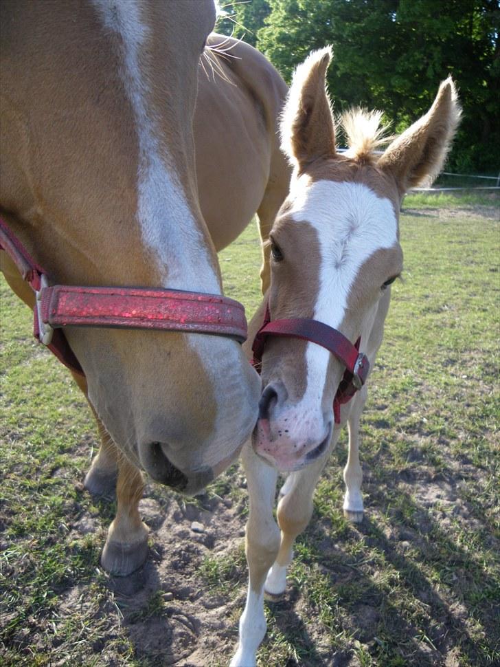 Palomino Taagholt's Armani billede 11