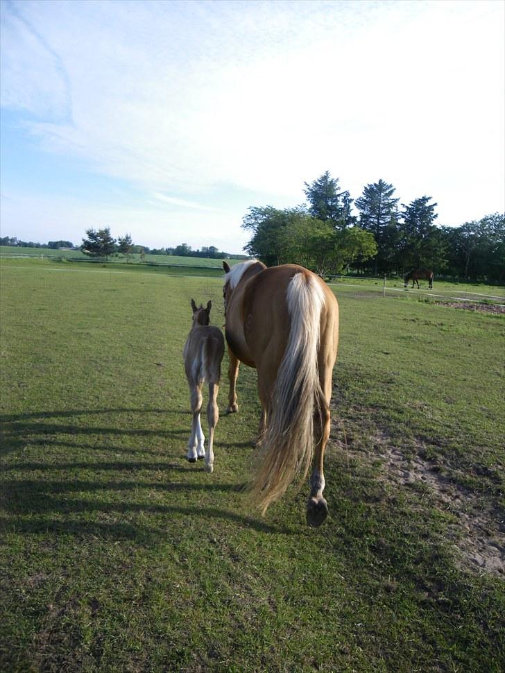 Palomino Taagholt's Armani billede 13