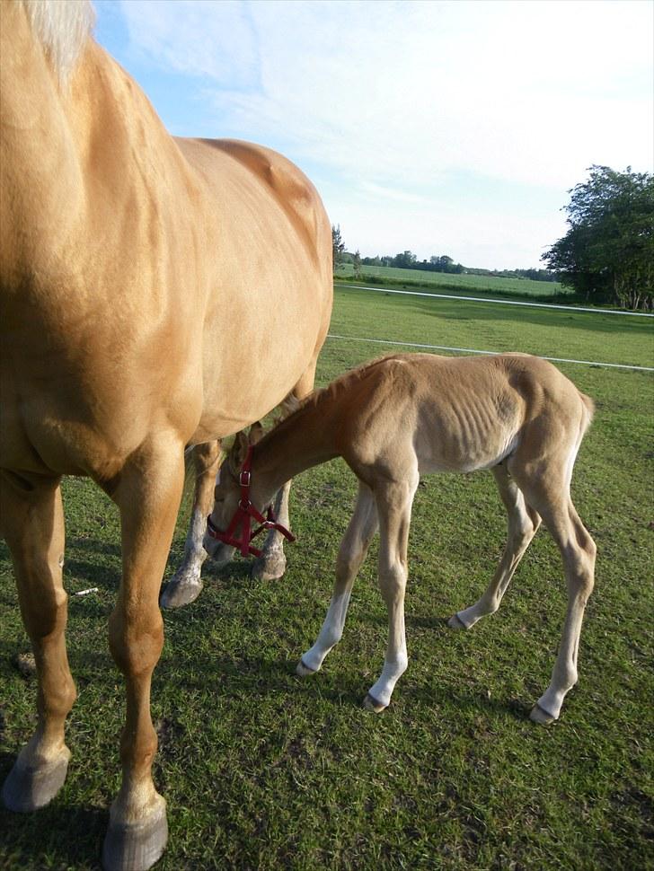 Palomino Taagholt's Armani billede 14