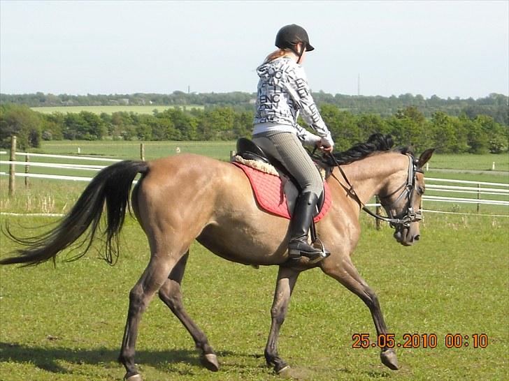 Arabisk fuldblod (OX) Fordianka Khan SOLGT!! - trav 5/6-10 billede 8