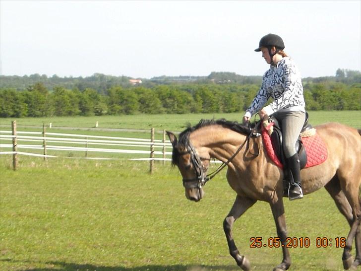 Arabisk fuldblod (OX) Fordianka Khan SOLGT!! - 5/6-10 billede 9