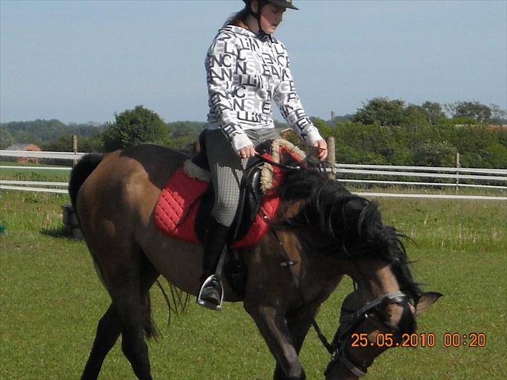 Arabisk fuldblod (OX) Fordianka Khan SOLGT!! - 5/6-10 billede 10