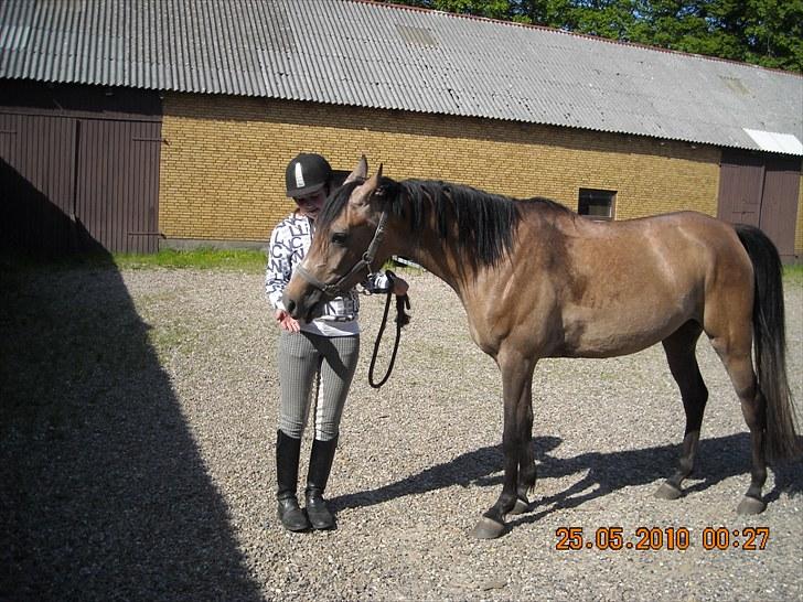 Arabisk fuldblod (OX) Fordianka Khan SOLGT!! - guf 5/6-10 billede 11