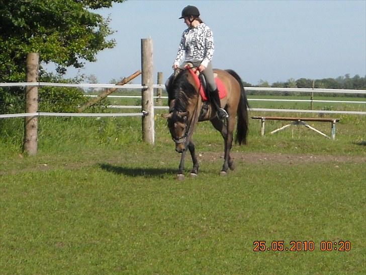 Arabisk fuldblod (OX) Fordianka Khan SOLGT!! - 5/6-10 billede 12