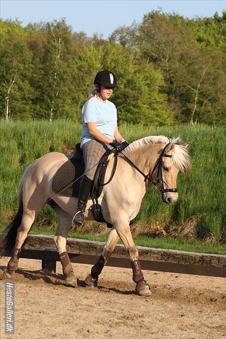 Fjordhest Kvornings Tanja* *SOLGT** - til undervisning<3 billede 9