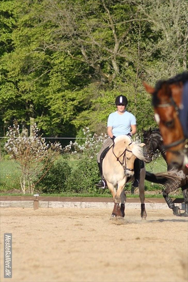 Fjordhest Kvornings Tanja* *SOLGT** - til undervisning i en trav shenkelvending<3 foto: sasha billede 10