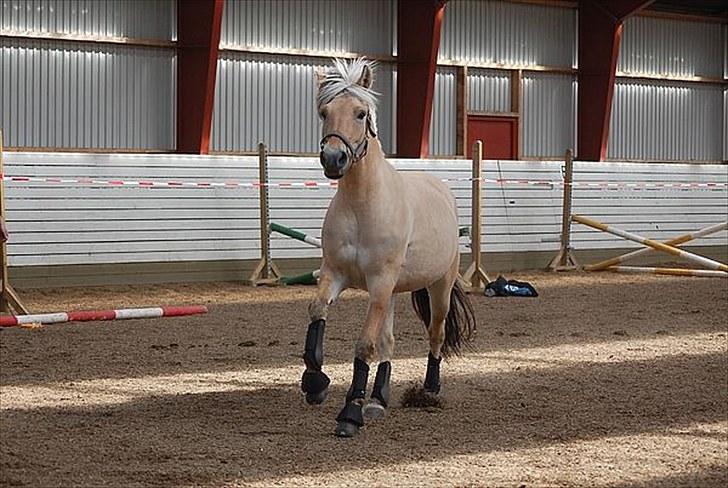 Fjordhest Kvornings Tanja* *SOLGT** - løs i ridehallen<3 foto: sanne billede 11
