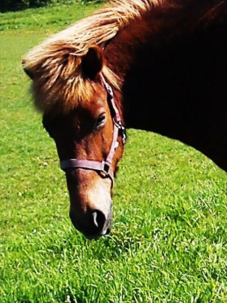 Islænder Herodes <3 billede 2