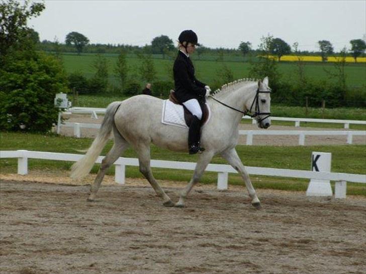 Connemara Elita Nordskov billede 4