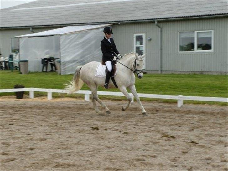 Connemara Elita Nordskov billede 3