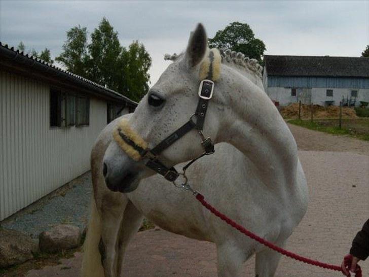 Connemara Elita Nordskov billede 6