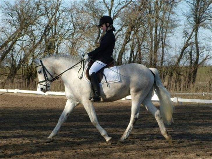 Connemara Elita Nordskov billede 7