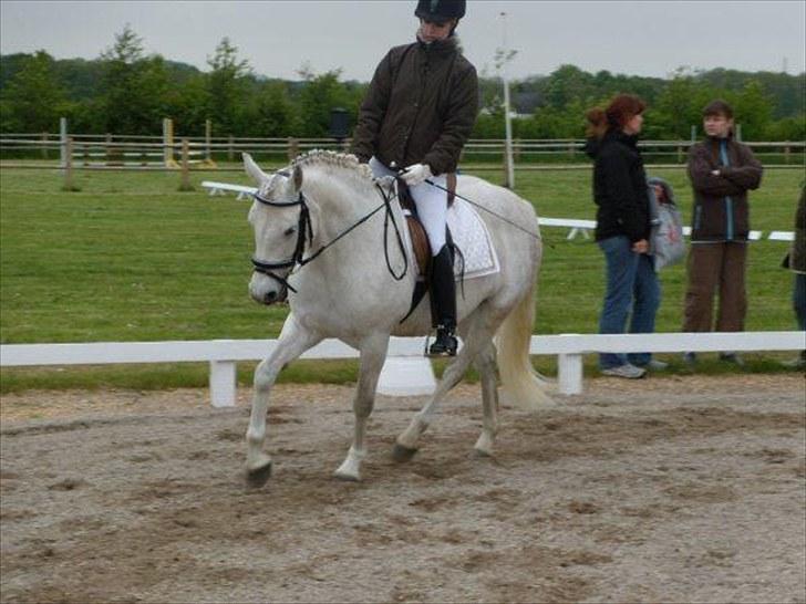 Connemara Elita Nordskov billede 8