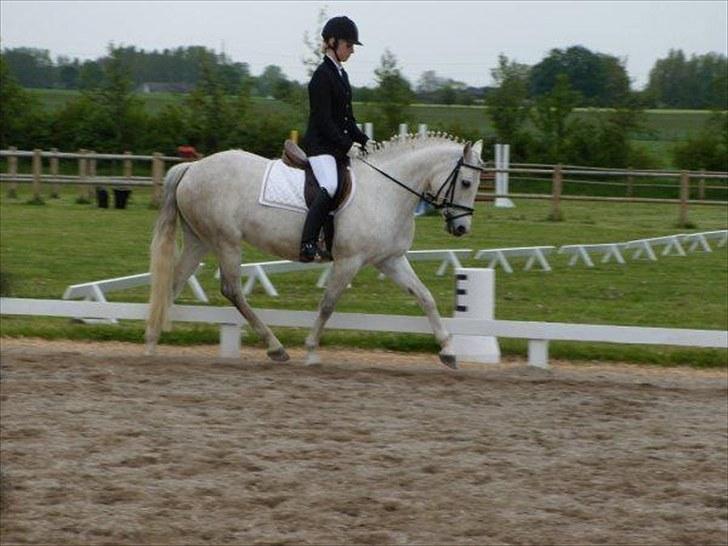 Connemara Elita Nordskov billede 9