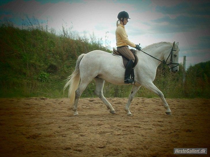 Connemara Elita Nordskov billede 12