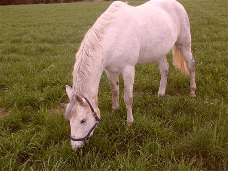 Connemara Elita Nordskov billede 14