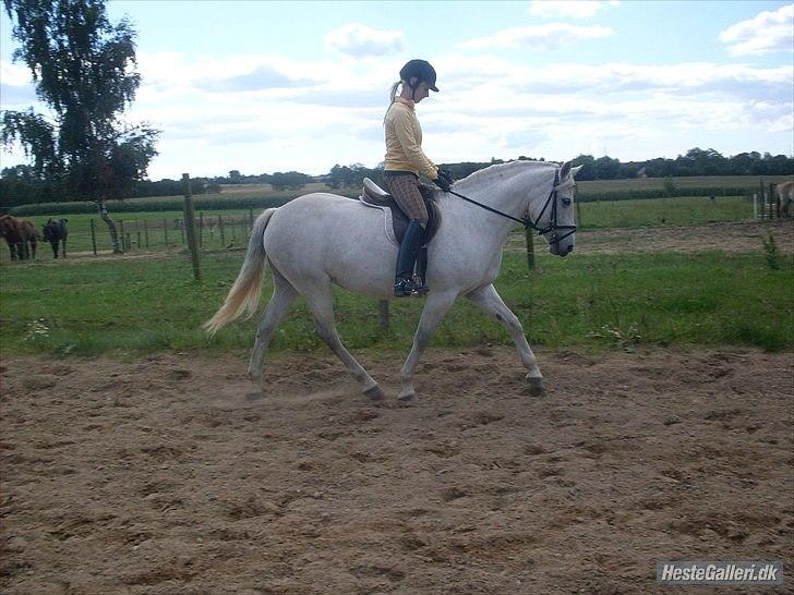 Connemara Elita Nordskov - En glad og tilfreds pony :o) billede 15