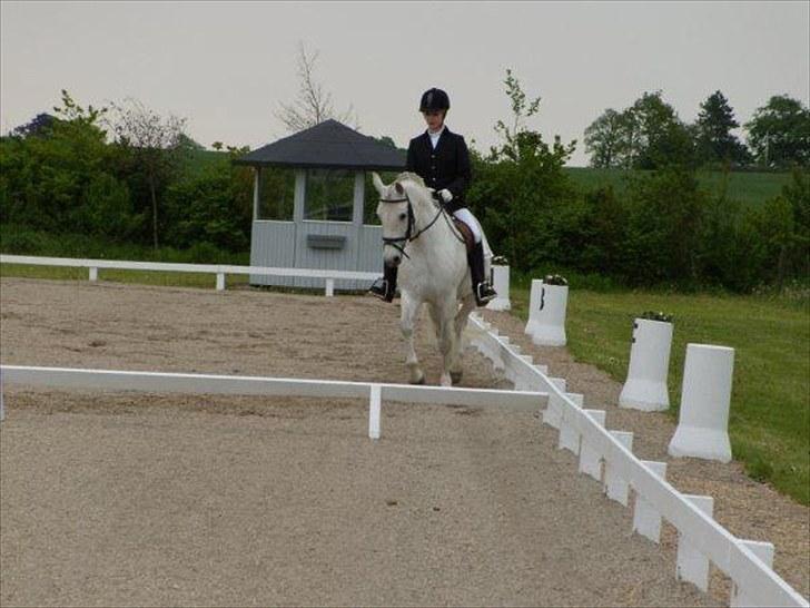 Connemara Elita Nordskov billede 16