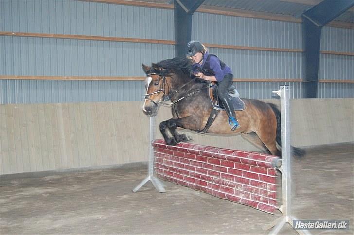 New Forest Kærgaardens Chopin B-PONY (solgt) - Spring der hjemme ;D billede 17