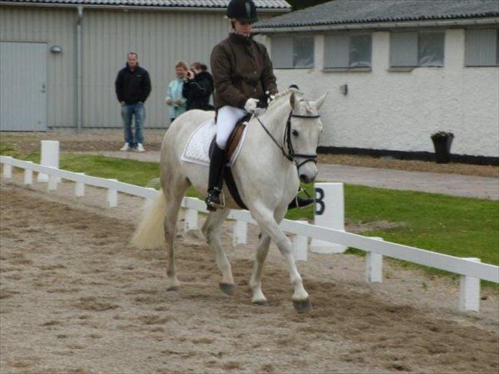 Connemara Elita Nordskov billede 17