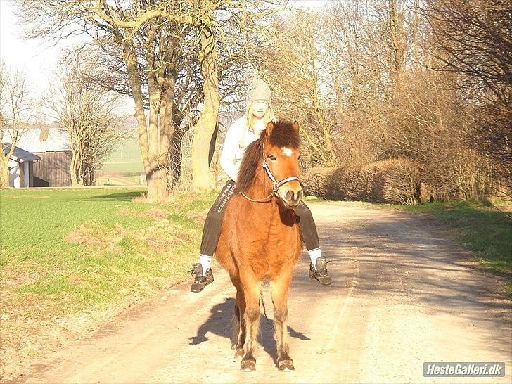 Islænder Kjarval fra Ryttergården2 - Velkommen til Kjarval s profil :) Læg gerne en bedømmelse og kommentar :)  billede 1