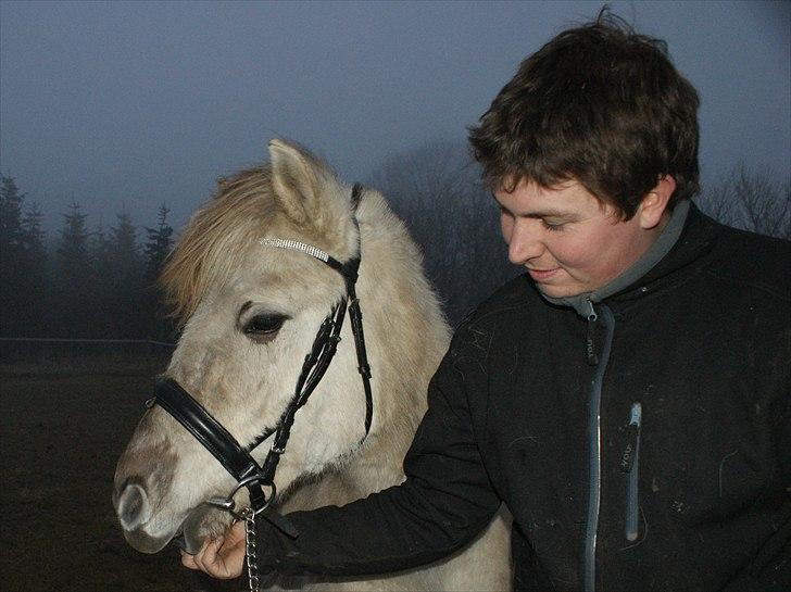 Fjordhest Glibings Hulder  - Fars hest!! (Foto: Annabell) billede 12