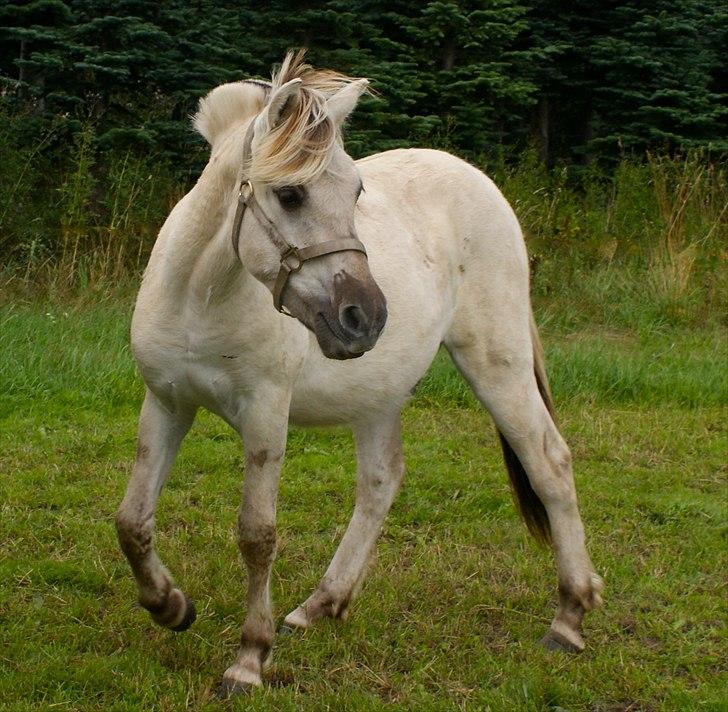 Fjordhest Glibings Hulder  - Foto: Annabell billede 13