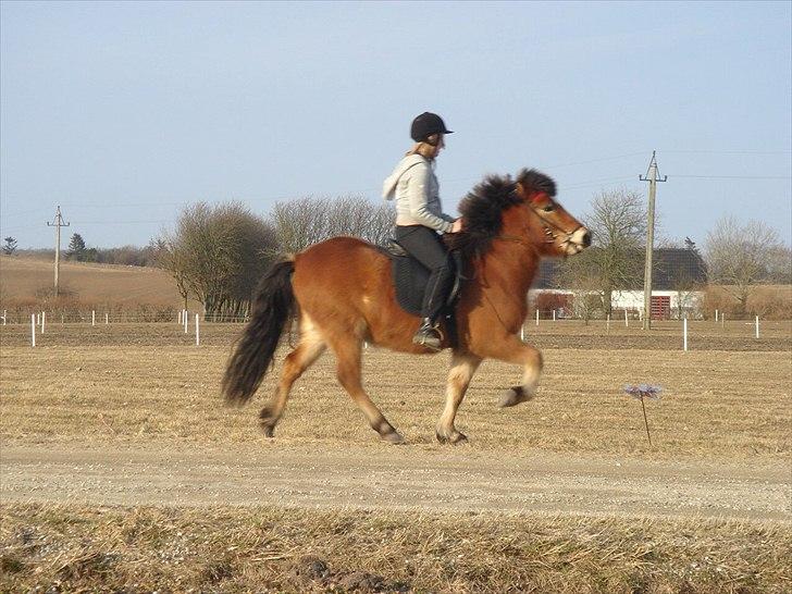 Islænder Kjarval fra Ryttergården2 billede 2