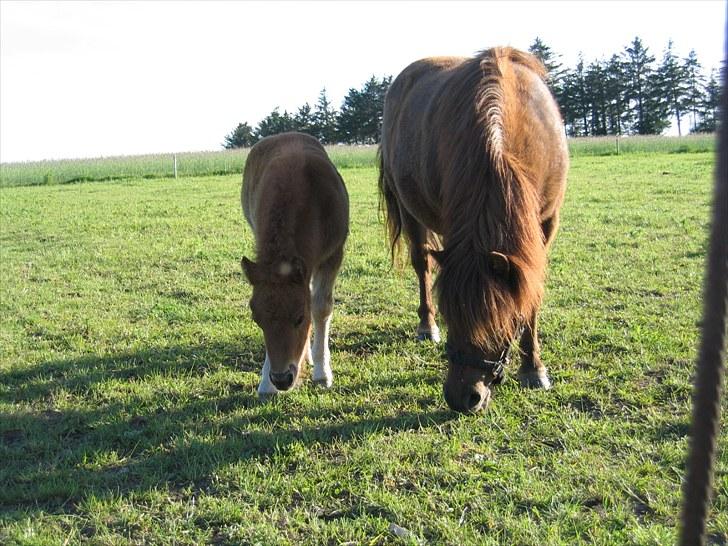 Shetlænder Nørbæks Nelly billede 1