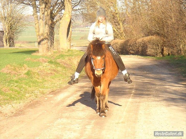 Islænder Kjarval fra Ryttergården2 billede 3