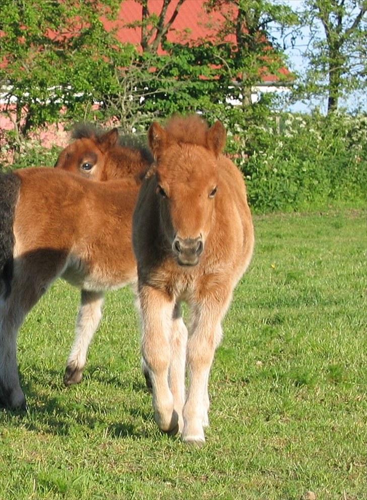 Shetlænder Nørbæks Nelly billede 2