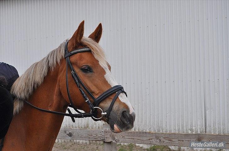 Anden særlig race Nørregårdens My Lady  - Lady pigen :-) <3 Taget af Pernille Thomsen. billede 8