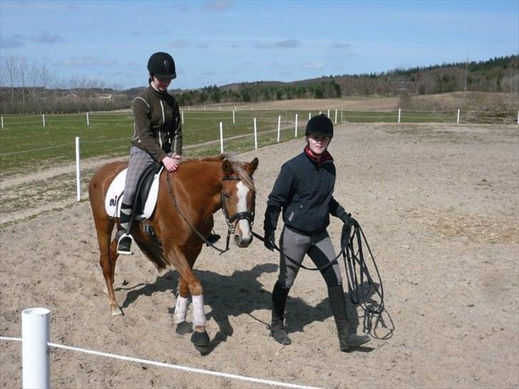 Anden særlig race Nørregårdens My Lady  - Tilridning Maj 2010 - her i skridt :) billede 10