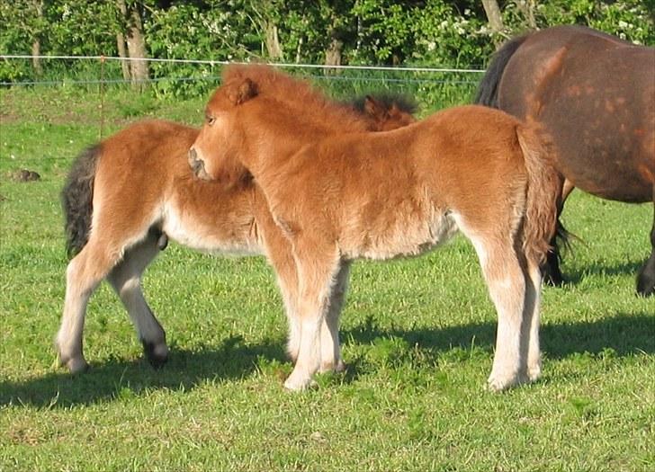 Shetlænder Nørbæks Nelly billede 3