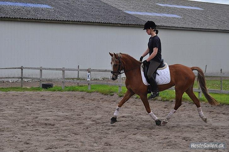 Anden særlig race Nørregårdens My Lady  - Træning på nejst 2011. Taget af Pernille Thomsen :-) billede 12