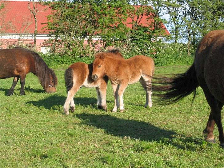 Shetlænder Nørbæks Nelly billede 4
