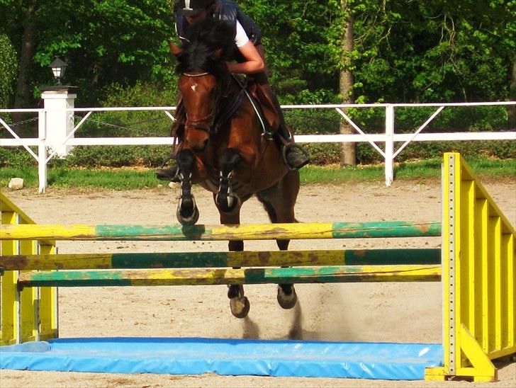 Irsk Sportspony Laney's Max billede 9