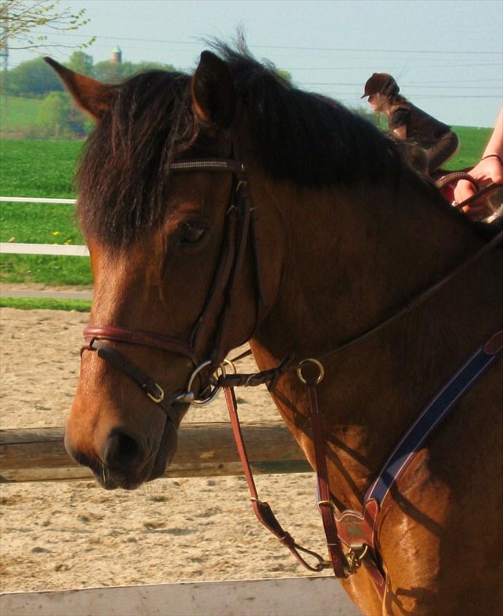 Irsk Sportspony Laney's Max billede 10