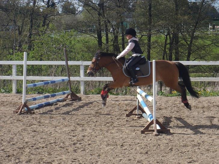 Anden særlig race Dolly Girl <3 - Min Springer /foto Bianca billede 3