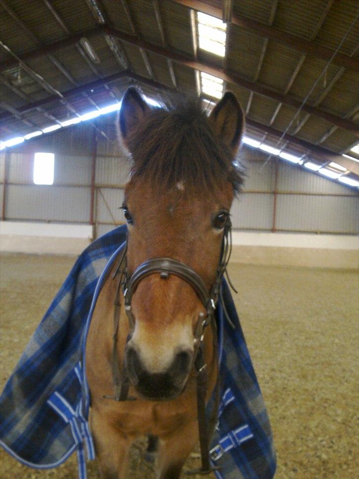 Anden særlig race Dolly Girl <3 - Doller Mus <3<3<3<3;D;D;D;D/foto Regitze Mig:) billede 4