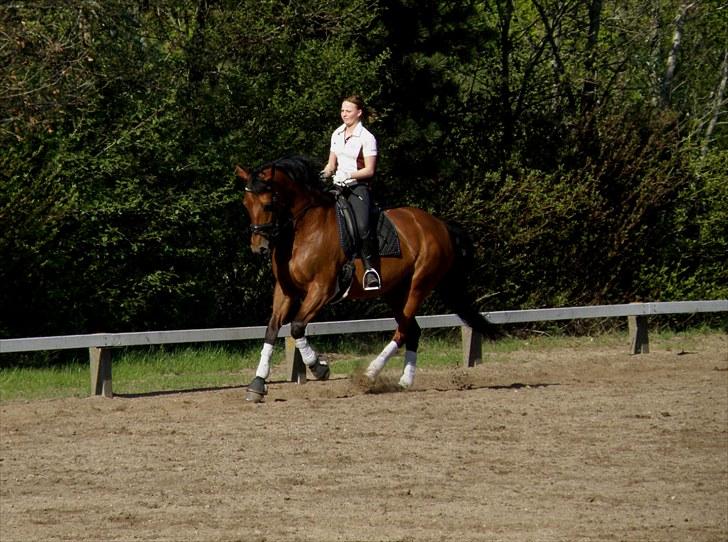 Zangersheide Galaxie Alfarvad Z R.I.P - Smukke d. 18/05-10 billede 13