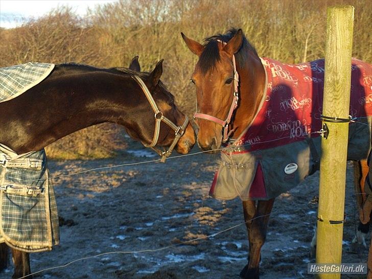 Zangersheide Galaxie Alfarvad Z R.I.P - Galaxie og hendes foldveninde Zarinthia - bedre kendt som Baby :-) Foto: Sarah Steen billede 14