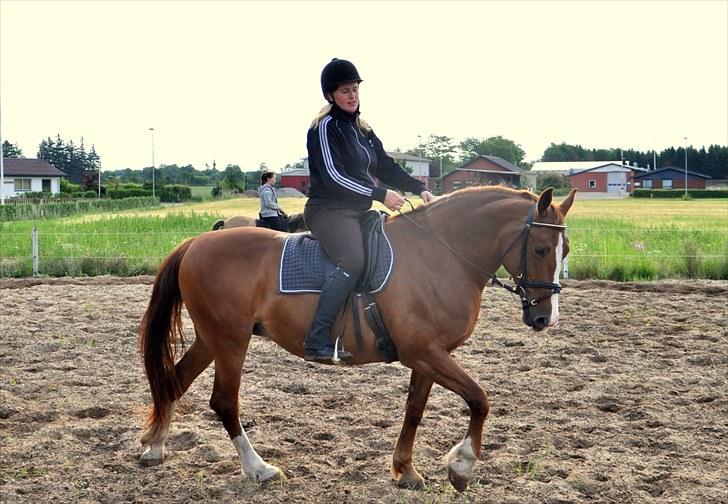 Frederiksborg Lykkeborgs Calista  billede 12