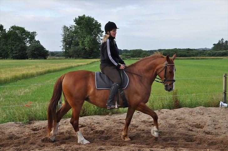 Frederiksborg Lykkeborgs Calista  billede 13