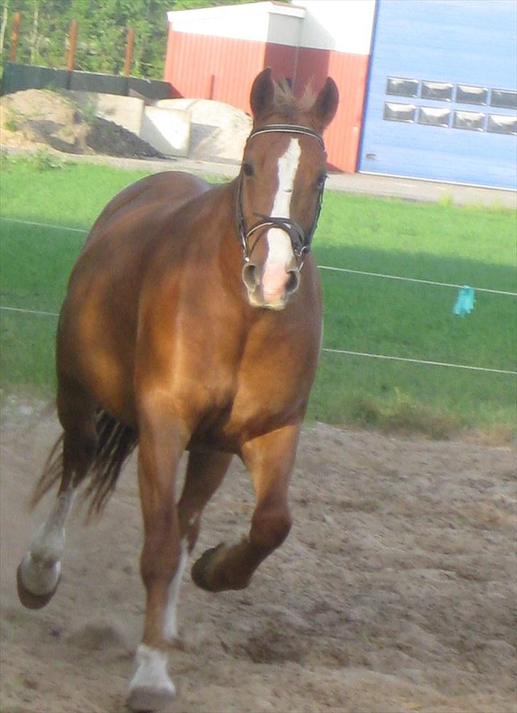 Frederiksborg Lykkeborgs Calista  billede 14