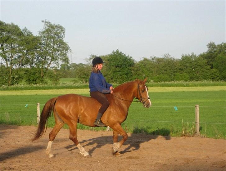 Frederiksborg Lykkeborgs Calista  billede 16