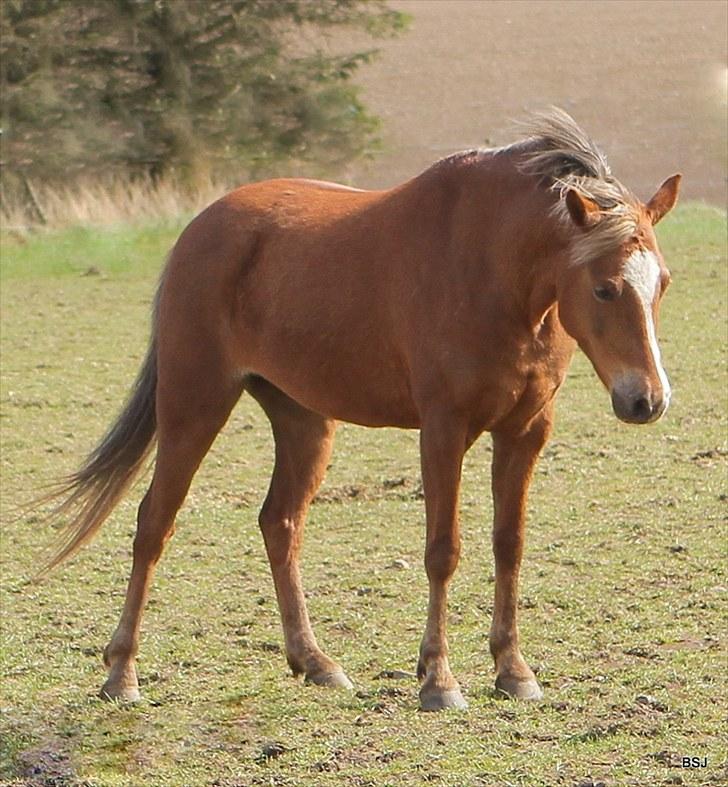 Welsh Pony (sec B) | Amigo Bluebell | - 2 Foto : Brian billede 2